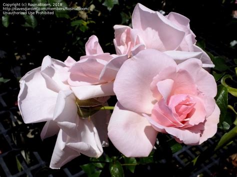 Plantfiles Pictures Floribunda Rose Shrub Rose Many Happy Returns