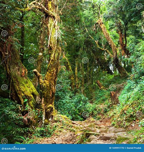 Nepalian Green Rainforest With Pathway Stock Photo Image Of Green