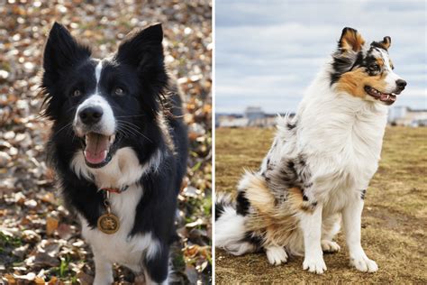 Border Collie Australian Shepherd Mix Your Guide To This Remarkable