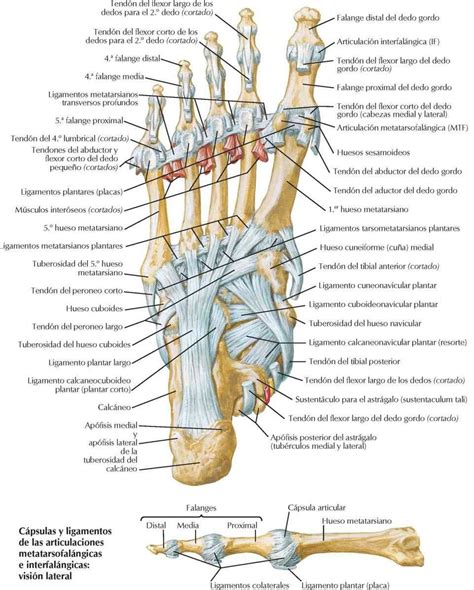 Tarso Y Pie Enfermería