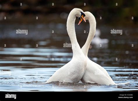 Mute Swans Hi Res Stock Photography And Images Alamy