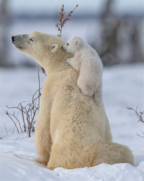 Sweet Polar Bear Cubs Try To Play With Mother But She Looks Like She Wants A Break The Us