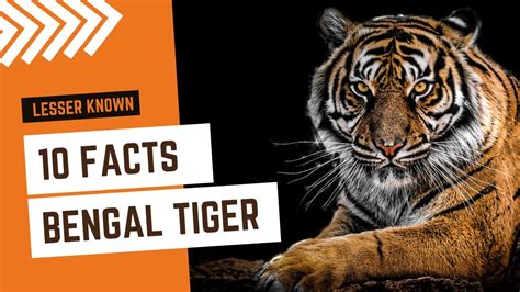 Royal Bengal Tiger 10 Surprising Facts That You Dont Know About This