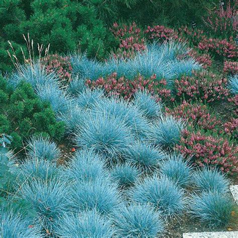 100pcs Blue Fescue Grass Seeds Perennial Hardy Ornamental Grass Home