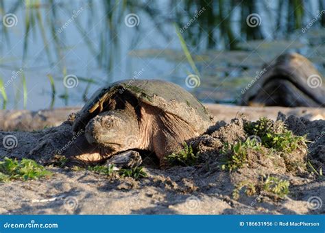 A Snapping Turtle Laying Her Eggs In The Sand Stock Photo Image Of