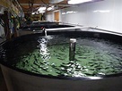 Home - Fish Hatchery Consulting