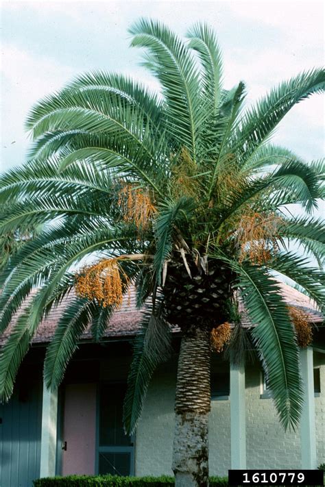 Canary Island date palm, Phoenix canariensis (Arecales: Arecaceae 