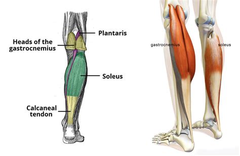 Calf Strain What All Athletes Should Know About Diagnosis Treatment