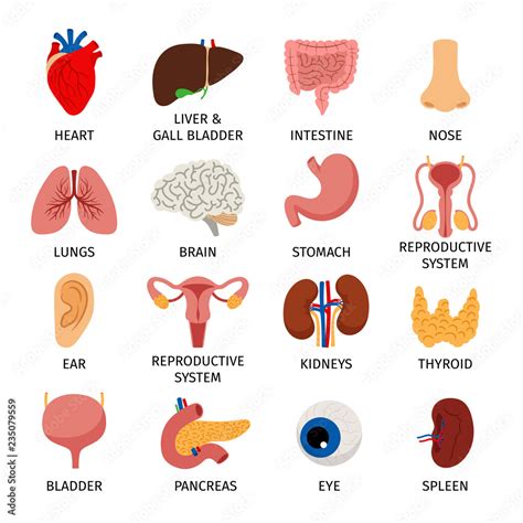 Internal Organs Human Body Anatomy Organ Icons Cartoon Lungs And