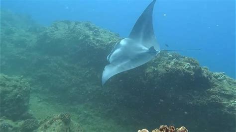 Manta Ray At Sharks Cove V Youtube
