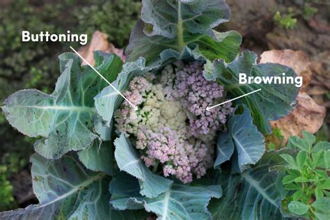 Troubleshooting Solving Issues With Cauliflower Heads The Seed