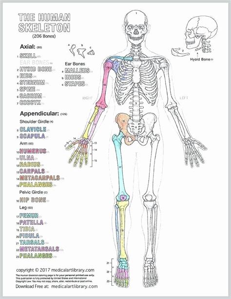 Anatomy Pictures Muscles And Bones Pdf Downloads Qwlearn