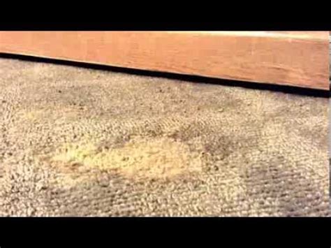 How to remove a burn in a carpet. How To Repair Burn in Carpet - YouTube