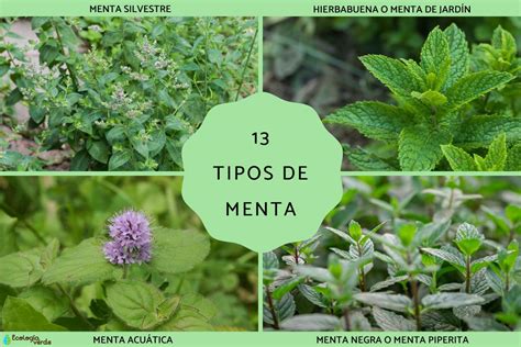 Top 129 Imagenes De La Planta Medicinal Menta Theplanetcomics Mx