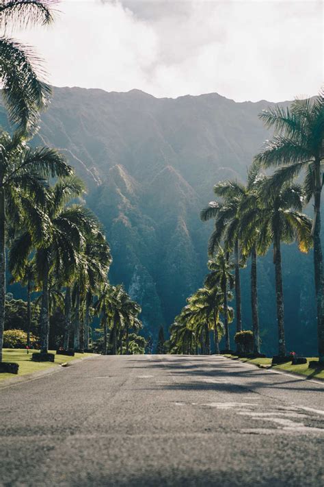 Hawaii Road With Palm Trees Travel Off Path