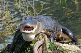 Alligator Park Florida Everglades