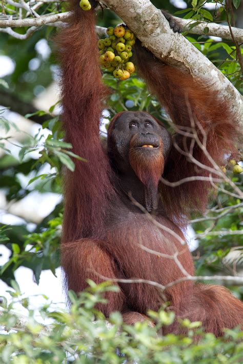 Wild-Orangutan-male-Borneo-(3) - Chris Hill Wildlife Photography