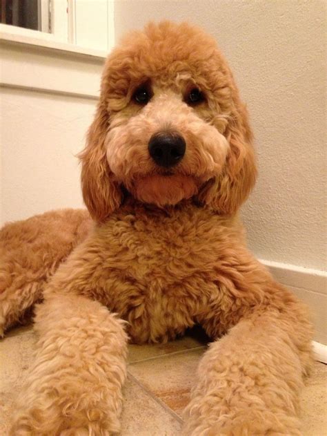 Save some money, do your summer hair cut at home. 23 best images about Goldendoodle Haircuts on Pinterest