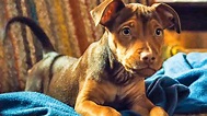 A DOG'S WAY HOME - First 10 Minutes From The Movie (2019) - YouTube