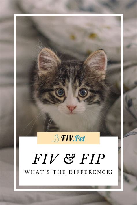 Pin On Living With Fiv Is Possible