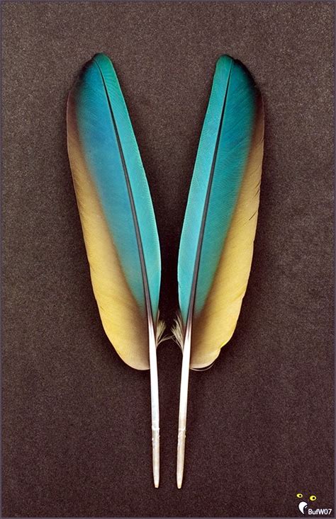 An Amazing Hobby Of Painted Feathers (40 Examples) - Bored Art