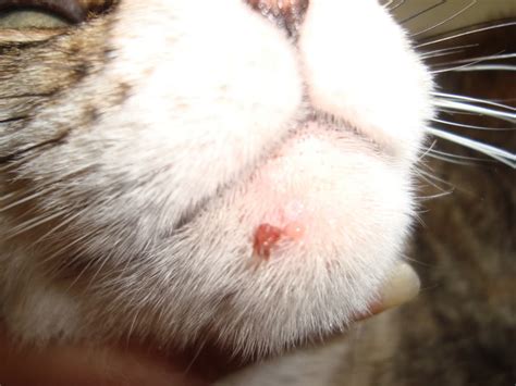 Sores On Cats Chin Toxoplasmosis