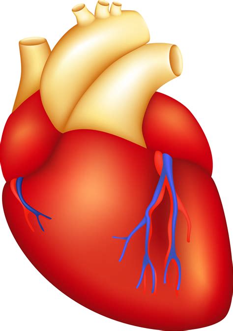 Svg Library Download Repairing The Heartstrings Havasu Heart Body