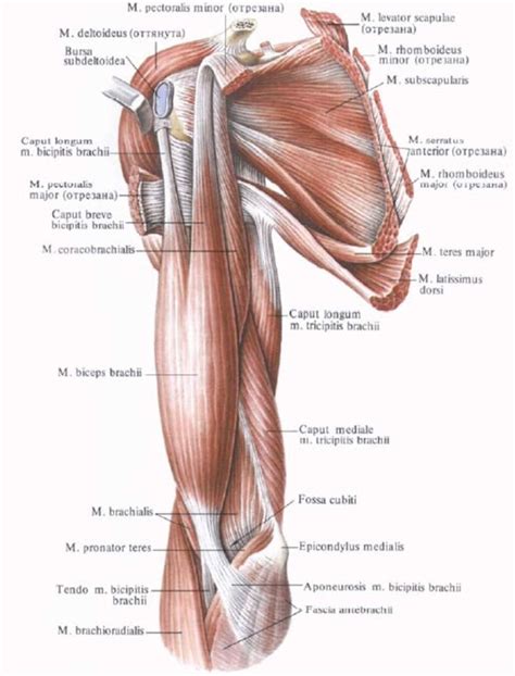 What's important to know about the achilles is that it can act like a spring. Anterior muscles of the shoulder girdle and arm | muscle ...