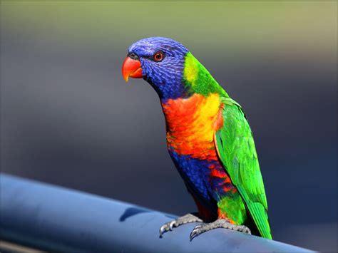 The 10 Most Beautiful Exotic Birds In The World