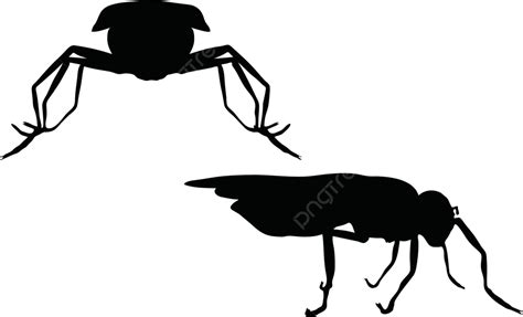 Bug Fly Silhouette White Background Common Housefly Silhouette Vector