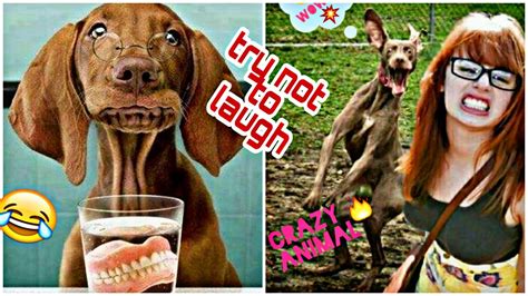 Funniest Cats😹 And Dogs🐶 Try Not To Laugh Best Funny