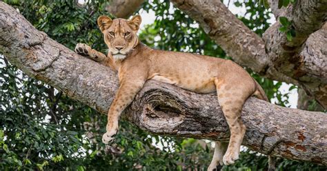大きな木に横たわる雌ライオン。閉じる。ウガンダ。東アフリカ。素晴らしいイラストです。の写真 アフリカ unsplashの写真