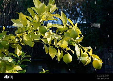 Lemon Tree Branches With Unriped Lemons Closeup Stock Photo Alamy