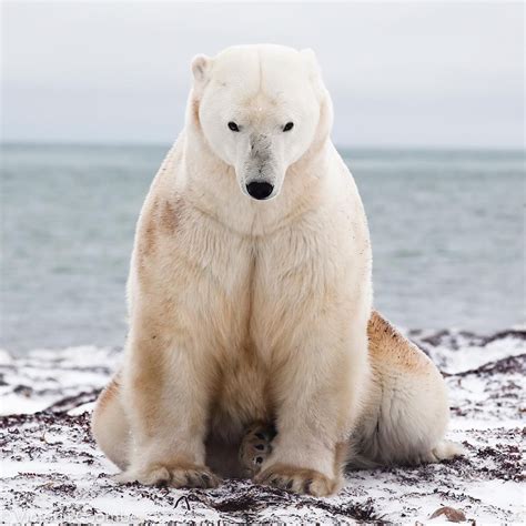 Victoria Coombe On Instagram This Is By Far The Biggest Polar Bear
