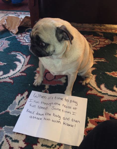 These 18 Guilty Pugs Have Hilarious Confessions To Make