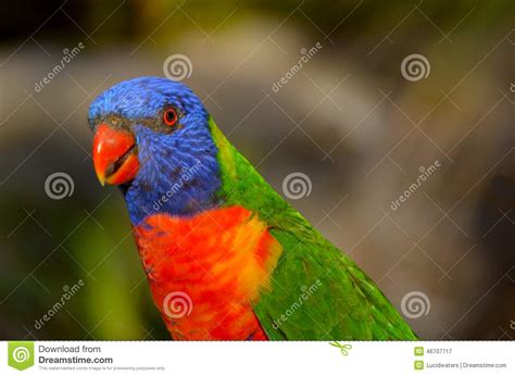 Rainbow Lorikeet Stock Image Image Of Parrot Australia 46707717
