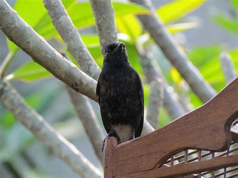 Penduduk indonesia sendiri menyebut burung decu sebagai kacer poci atau kacer mini. burung cilacap: Agustus 2011