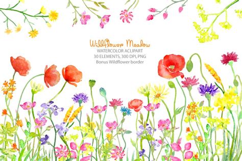 Watercolor Wild Flower Meadow Illustrations ~ Creative Market