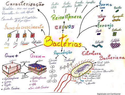 Mapa Mental Bacterias Biologia Mapas Mentais Mapa Mapa Mental Images