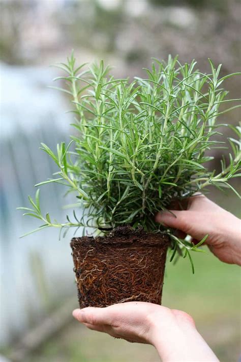 How To Grow Rosemary Growing Rosemary Rosemary Plant Herb Garden Boxes