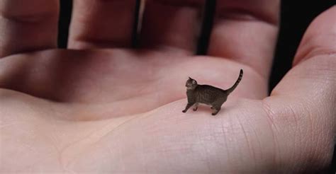 Worlds Smallest Cat Cute Tiny And Mean We Love Cats And Kittens