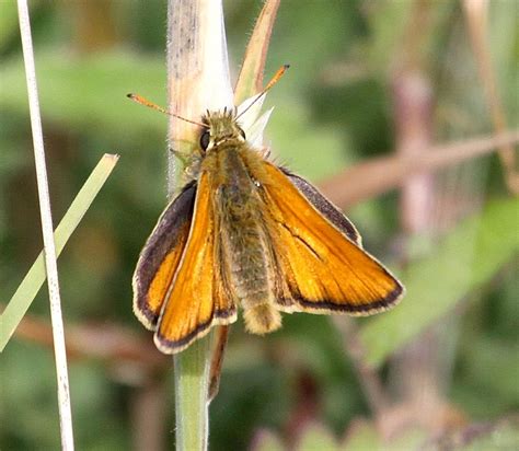 Michael Foley Natural History © Butterfly Skippers