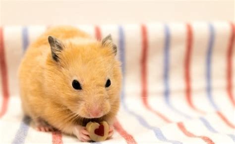 7 Ways To Keep Your Hamster Healthy Its This Easy Atractivopets