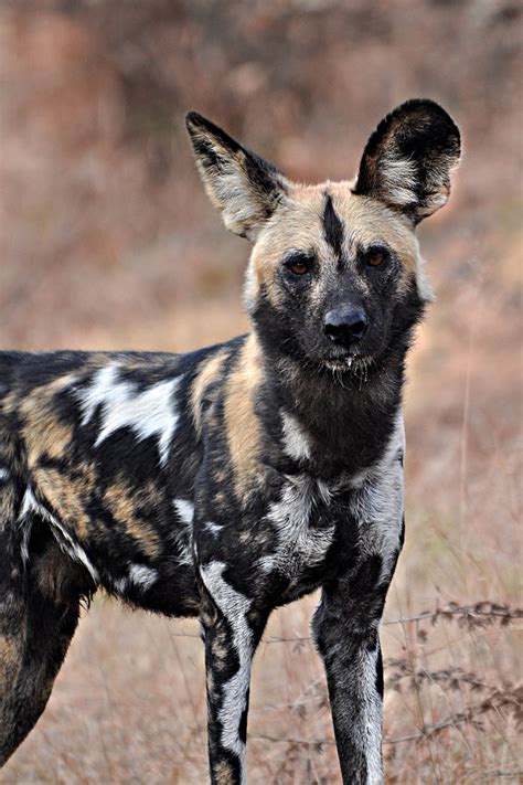 Wildlife of the World: African Wild Dog Wallpapers 2012