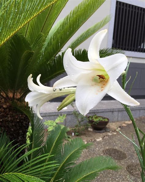 It Rained Today But It Looks Like These Lilies Didnt Mind At All