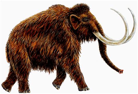 Brain Post Frozen Woolly Mammoth Found In Russia With Flowing Blood
