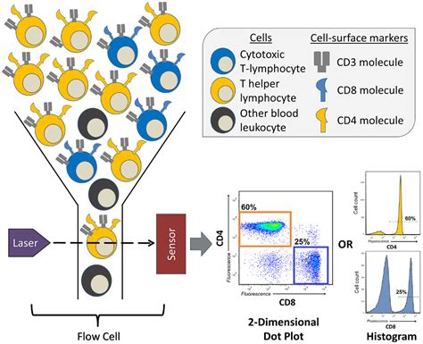 Frontiers An Introduction To Automated Flow Cytometry Gating Tools