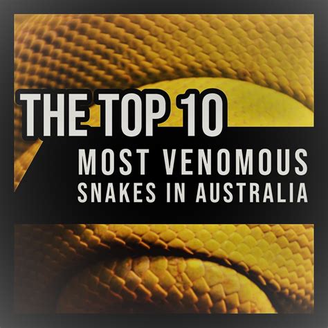 The Top 10 Most Venomous Snakes In Australia Owlcation