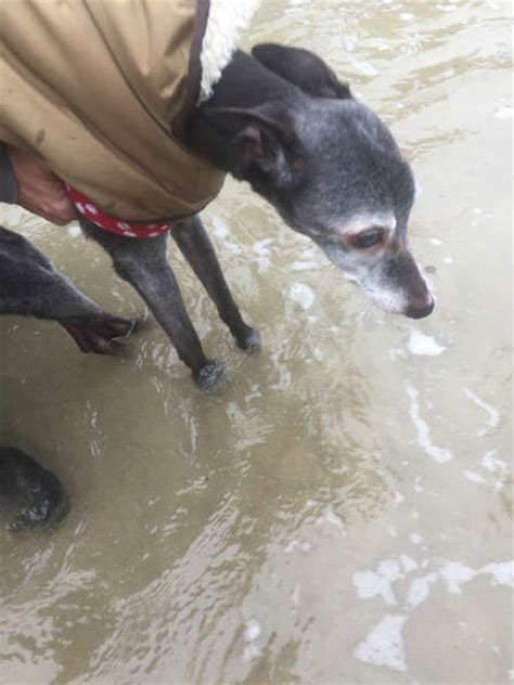 Hundreds Of People Gathered To Take The Dying Dog On An Emotional Last