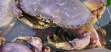 The Pacific Ocean Has Become So Acidic Its Dissolving Crab Shells Pacific Ocean Dungeness